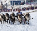 День Оленевода